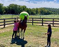 gentle-tennessee-walking-horse