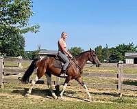 ranch-tennessee-walking-horse