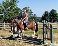 gaited-tennessee-walking-horse