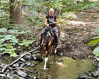 athletic-tennessee-walking-horse