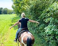 beginner-tennessee-walking-horse