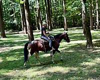 experienced-tennessee-walking-horse