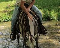 buckskin-see-pics-horse