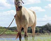 athletic-quarter-horse