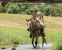 drill-team-quarter-horse