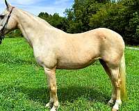 palomino-see-pics-horse