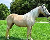 flashy-missouri-fox-trotter-horse