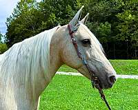 trail-missouri-fox-trotter-horse