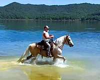 husband-safe-missouri-fox-trotter-horse