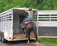 flashy-draft-horse