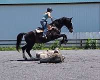 family-draft-horse