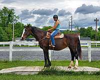 husband-safe-draft-horse