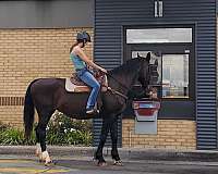 all-around-draft-horse