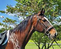 athletic-draft-horse