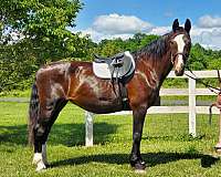 beginner-draft-horse