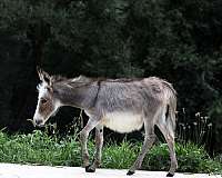 white-donkey