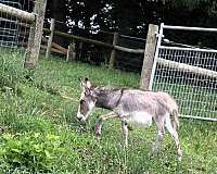 grey-white-donkey