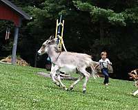 grey-donkey-filly