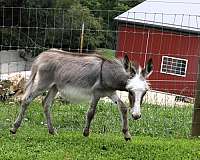 grey-kid-safe-donkey