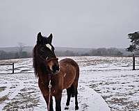 all-around-mustang-pony