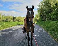 bareback-mustang-pony