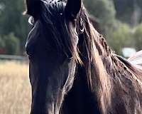 friesian-filly