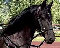 friesian-horse-for-sale