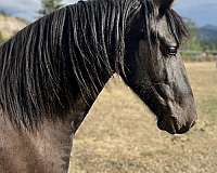 friesian-horse