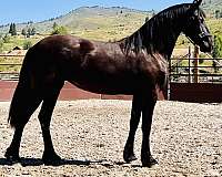 friesian