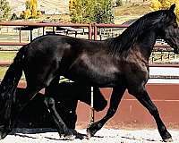 friesian-filly