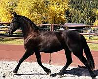 friesian-horse