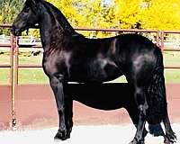 friesian