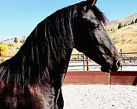 dressage-sport-filly-mare