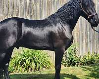 experienced-friesian-hackney-horse