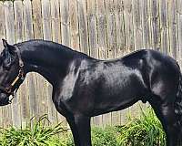 stallion-friesian-hackney-horse