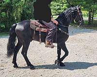 friesian-hackney-horse