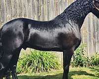 black-friesian-stallion