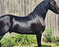 athletic-friesian-horse