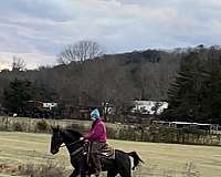 any-rider-tennessee-walking-horse