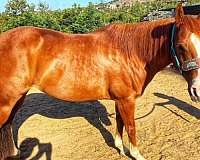 all-around-quarter-horse