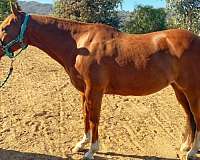 beginner-novice-quarter-horse