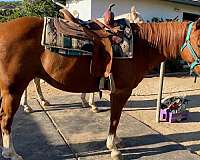 beginner-safe-quarter-horse