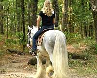 western-gypsy-vanner-horse