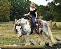 kid-safe-gypsy-vanner-horse