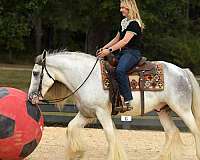 gentle-gypsy-vanner-horse