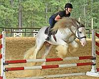 bombproof-gypsy-vanner-horse