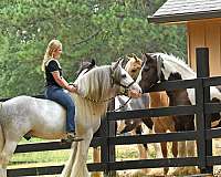 family-gypsy-vanner-horse