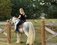 gypsy-vanner-horse