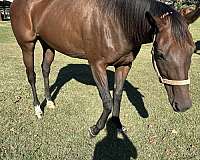 roping-prospect-thoroughbred-horse