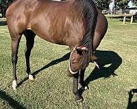 barrel-horse-thoroughbred